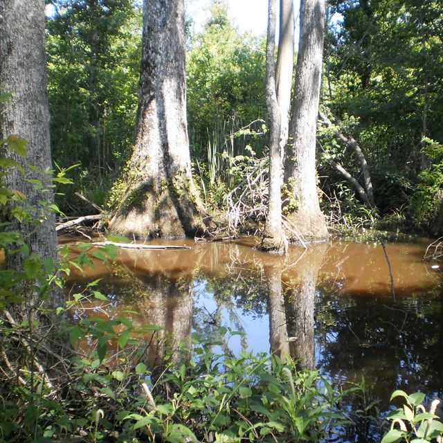 Trees reflected in brown water they are growing in. 
