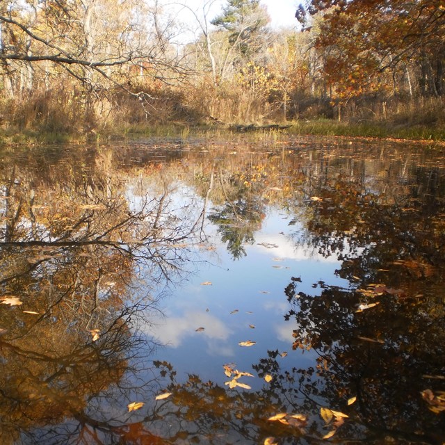 A pond surrounded by trees with yellowing leaves and reflecting the sky. 