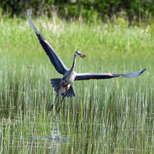 A great blue heron flying over a swampy area.