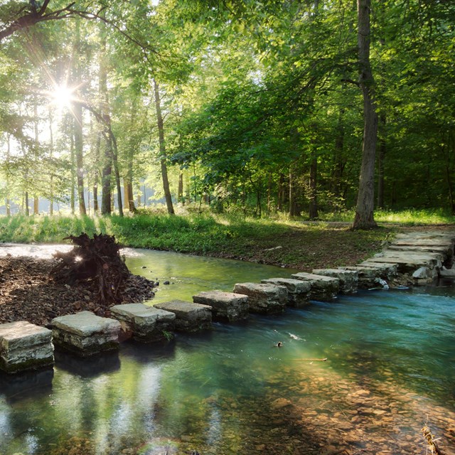 Stone steps crossing a creek in the woods.