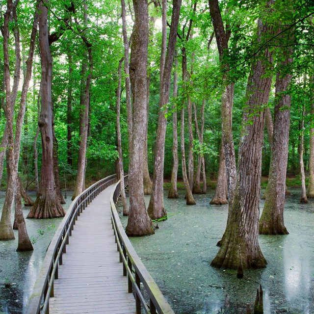 Boardwalk through a large cypress swamp.