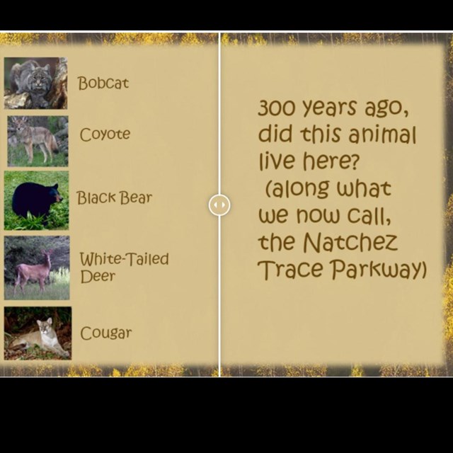 A screen shot of the mammal quiz. 