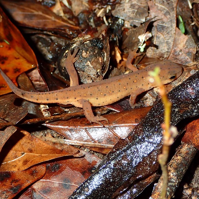 A reddish orange salamander on red and brown leaves. 