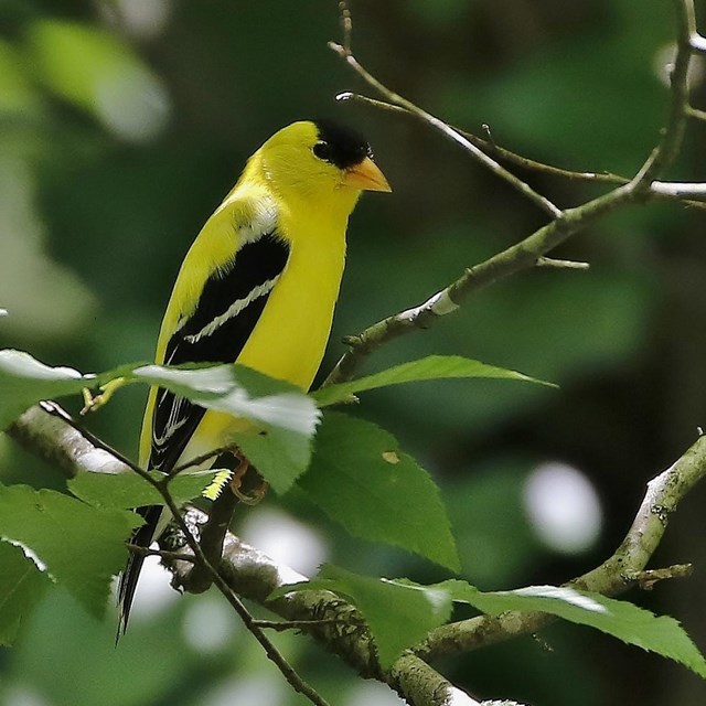 A yellow bird with black wings and cap sitting on a leafy tree branch. 