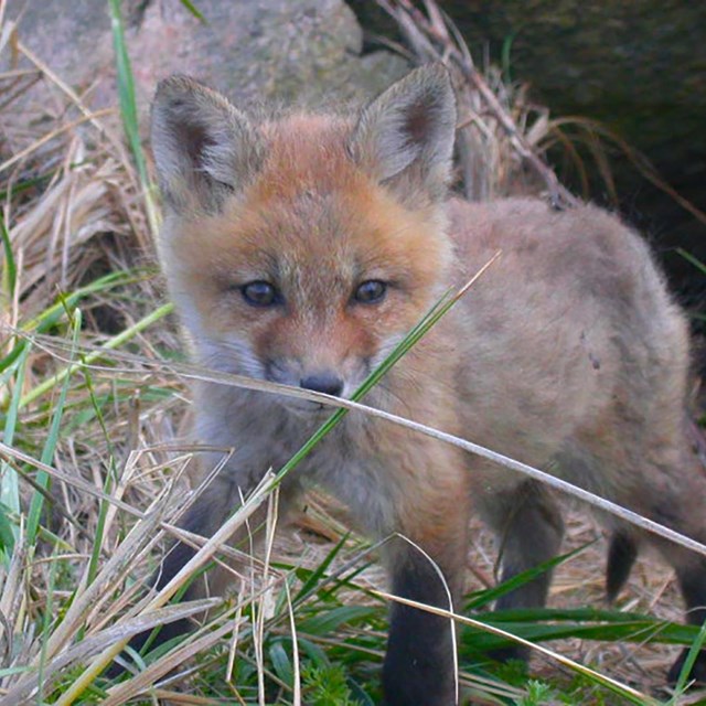 A baby red fox standing in long grass