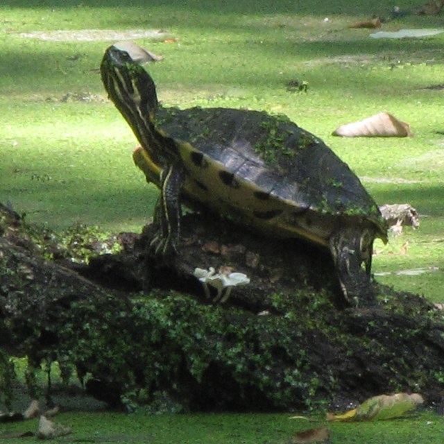 A green turtle sitting on a log in water covered with green plants. 