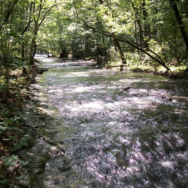 A stream running through a dense green forest.