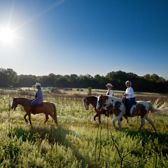 Three horses with riders on a grassy field with trees in the background.