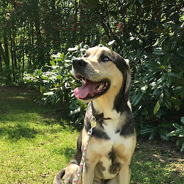 A black tan and cream hound wearing a shield tag. 