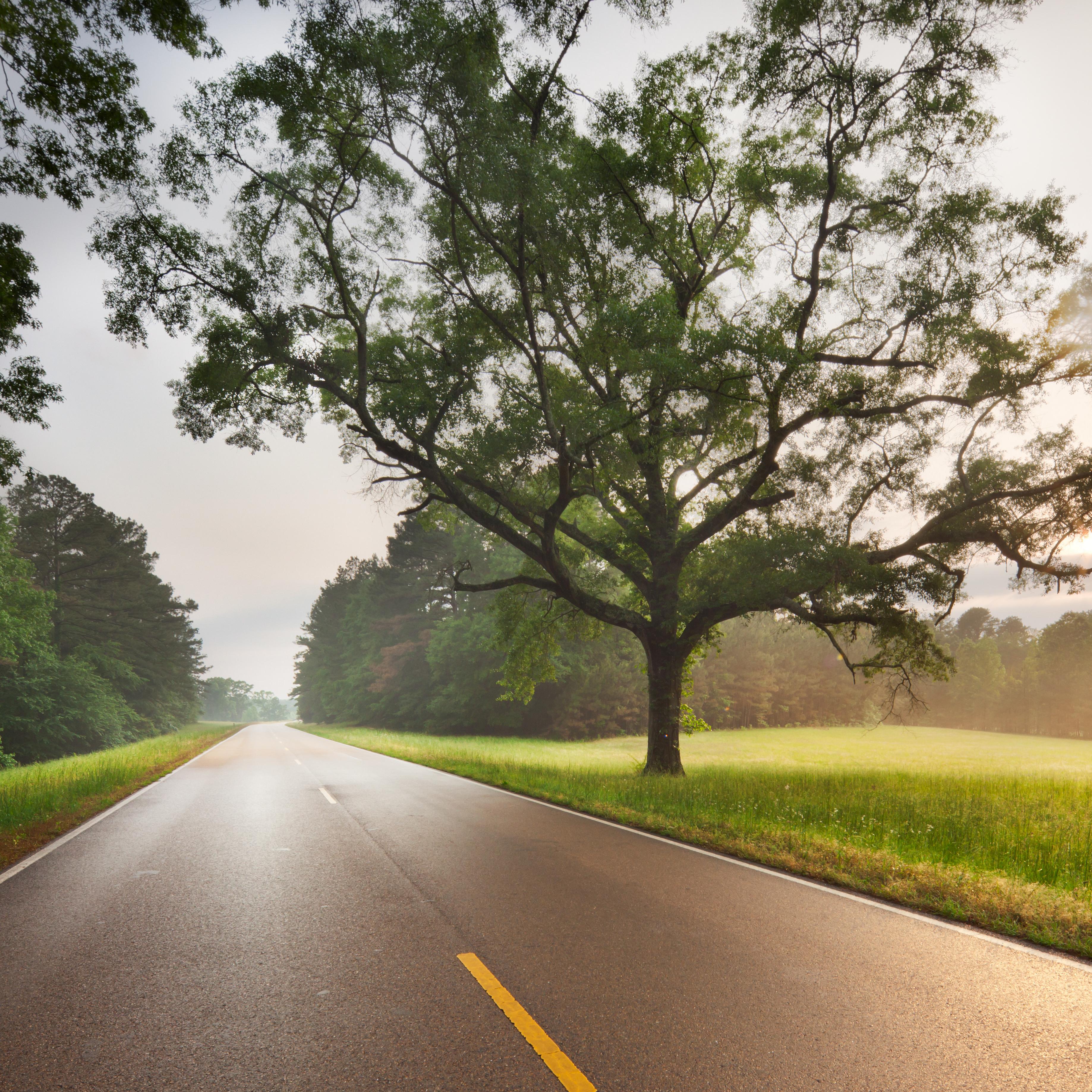The sun reflects off a roadway edged with trees and grass.