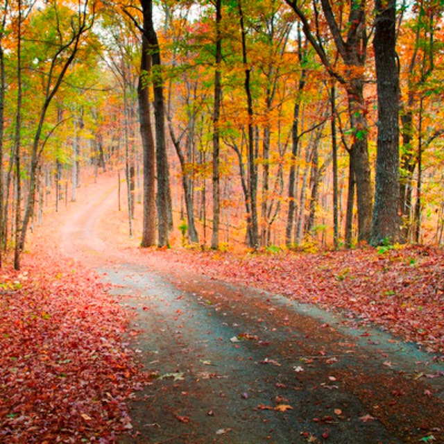 A single lane forest road covered with orange leaves, showing two tire tracks.
