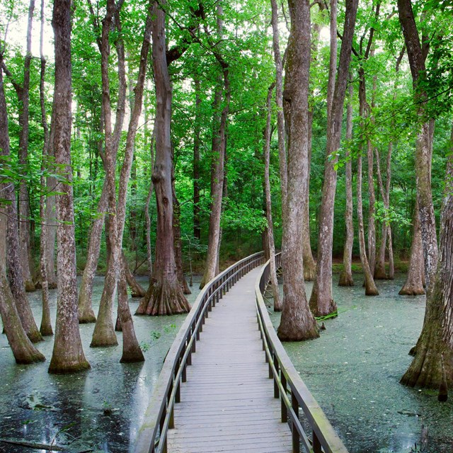 A boardwalk through a dense cypress swamp.
