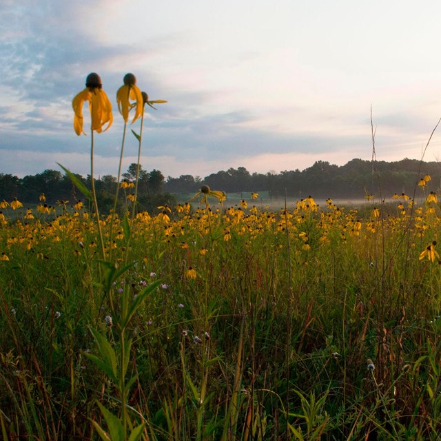 A field of yellow wildflowers.