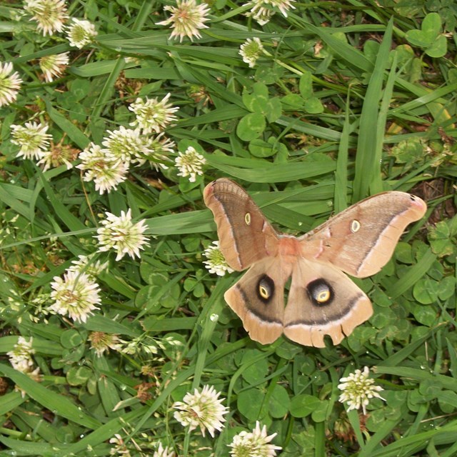 A butterfly in clover.