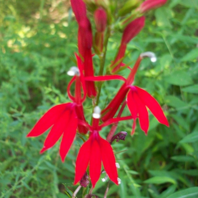 A red flower with a sawtooth edge in a forest. 