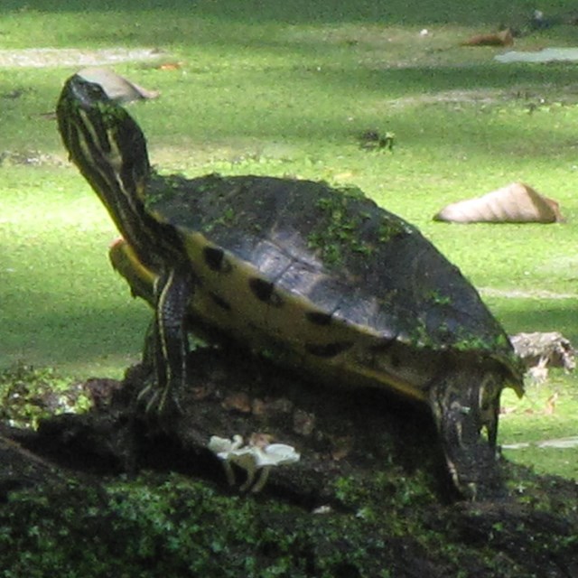 A green turtle on a log over green water. 