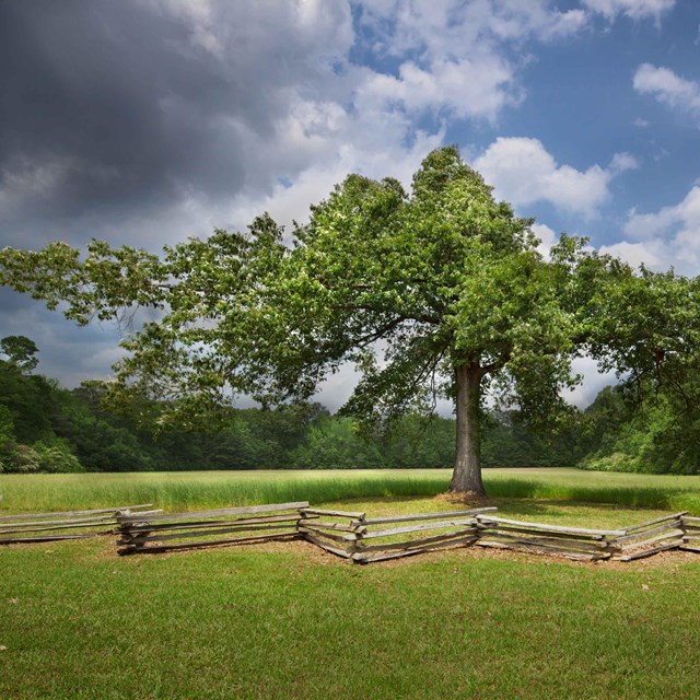 A tree stands at the edge of a farm field along a split-rail fence.