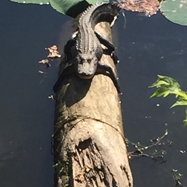 An alligator laying on a long in the water