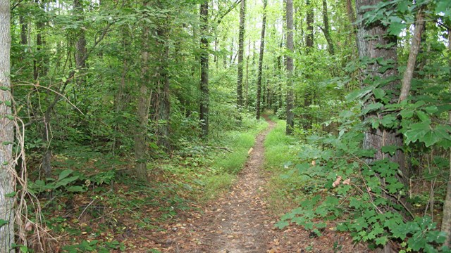 A dirt trail through a lush green forest.