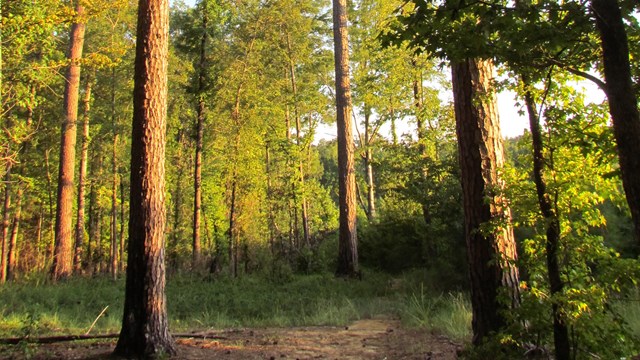 Sun is setting on trail with green grass and tall pine trees on either side of trail.