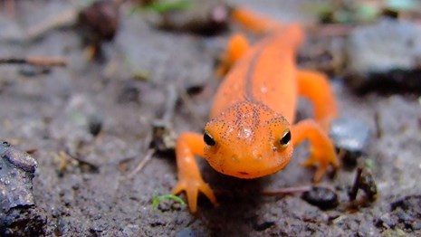 close up of an orange newt