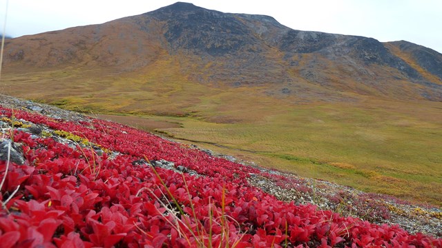 bright red flowers in the foreground with grassy mountain in the background. Photo/Peter Landres