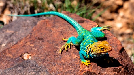 A brightly colored turquoise and gold lizard sun bathes on a rock.