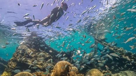 Snorkeler swims above a colorful reef surrounded by fish.