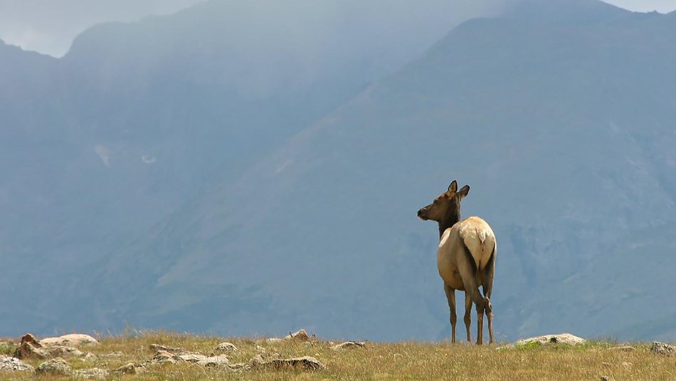 elk