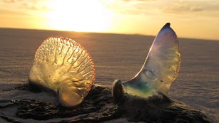 Jelly fish on the shore of the Gulf Coast