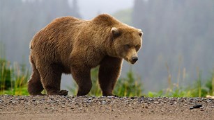bear