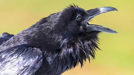 Close up of a raven cawing