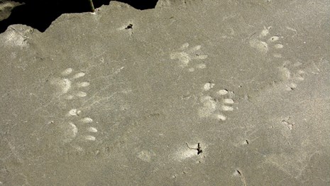 paw prints in sand