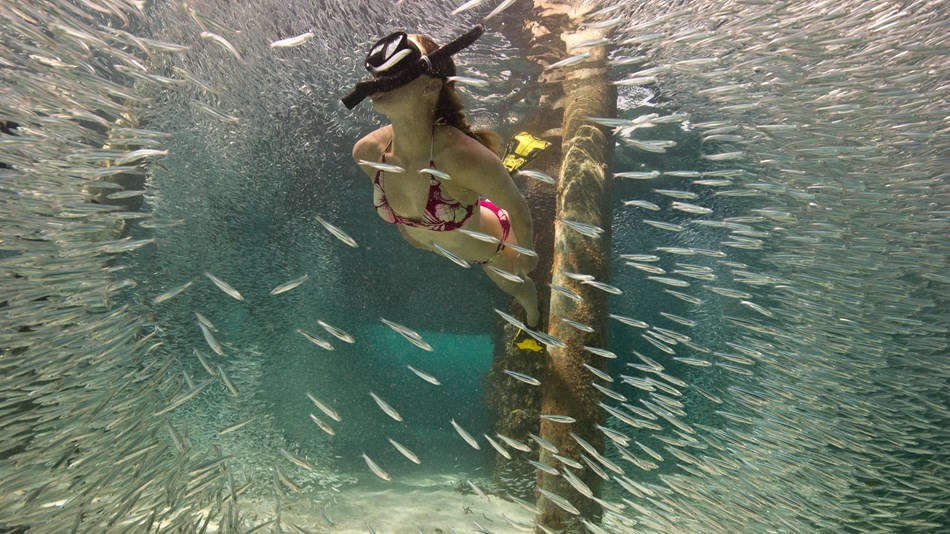 A woman snorkels with fish