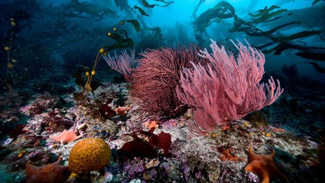 Se habitat
