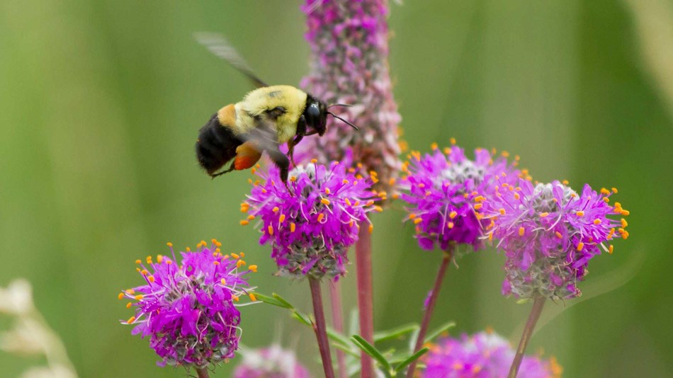 A bumblebee laden with pollen feeds on a purple clover flower