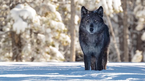a black wolf standing in snow