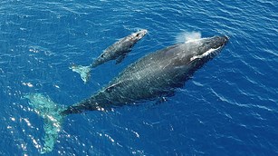 whale and calf