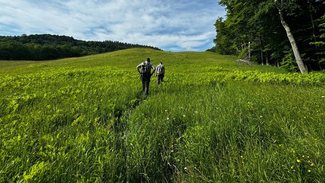two people walk through a large grassy field