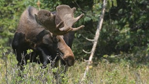 Moose grazing on plants