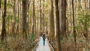 a hiker on a board walk beneath tall trees