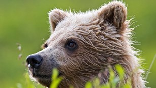 Cub Close-up