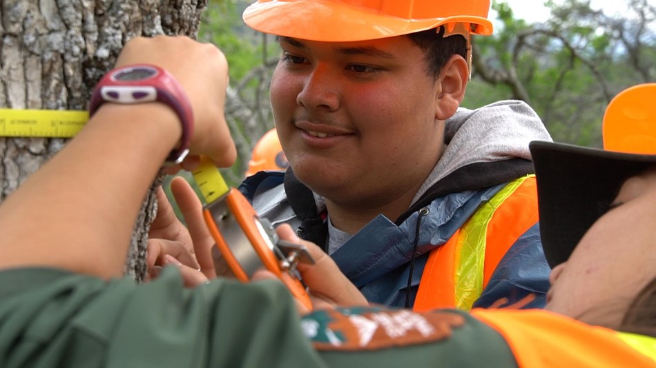 Student measures tree