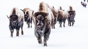 a group of bison walking in the snow 
