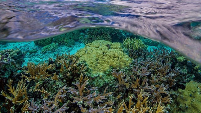 a split image showing a colorful underwater coral reef below and island mountain peaks above