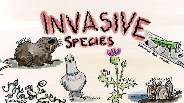 illustrated drawing of several species including a pigeon, nutria, and mussels