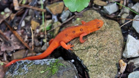 a bright orange eastern newt