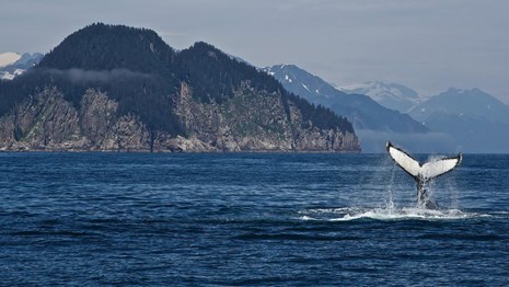 a whale fluke above the sea