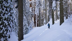 a person walks along a trail in the snow