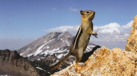 a small striped squirrel stands on hind legs with a mountain in the background